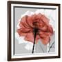 Rose on Gray 1-Albert Koetsier-Framed Art Print