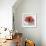 Rose on Gray 1-Albert Koetsier-Framed Premium Giclee Print displayed on a wall