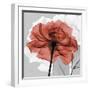 Rose on Gray 1-Albert Koetsier-Framed Premium Giclee Print