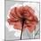 Rose on Gray 1-Albert Koetsier-Mounted Premium Giclee Print