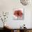 Rose on Gray 1-Albert Koetsier-Premium Giclee Print displayed on a wall