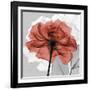 Rose on Gray 1-Albert Koetsier-Framed Premium Giclee Print