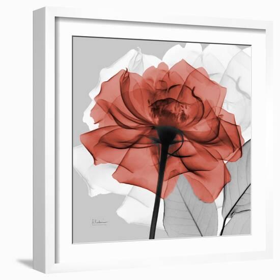 Rose on Gray 1-Albert Koetsier-Framed Art Print