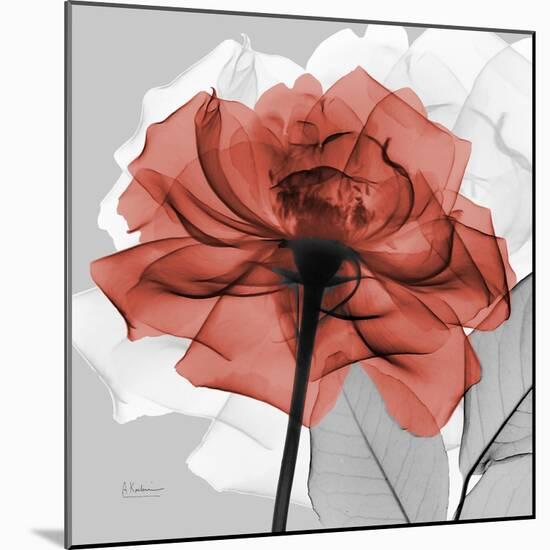 Rose on Gray 1-Albert Koetsier-Mounted Art Print