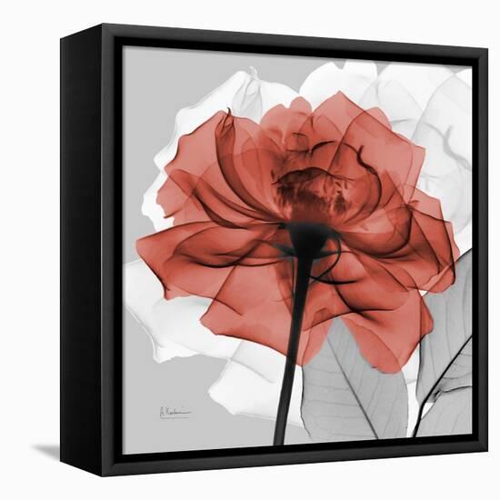 Rose on Gray 1-Albert Koetsier-Framed Stretched Canvas