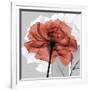 Rose on Gray 1-Albert Koetsier-Framed Premium Giclee Print