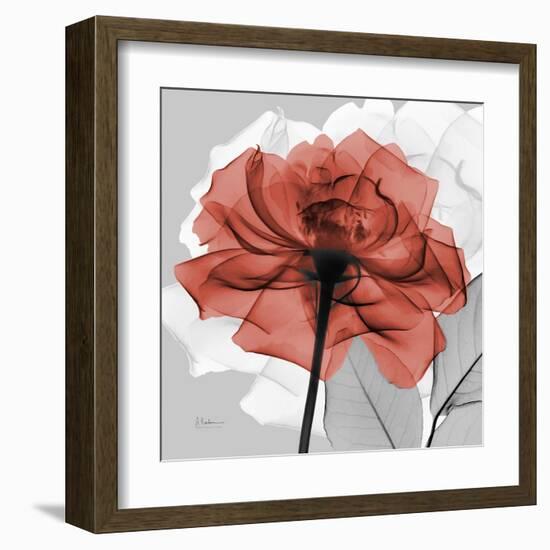 Rose on Gray 1-Albert Koetsier-Framed Art Print