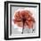 Rose on Gray 1-Albert Koetsier-Framed Art Print