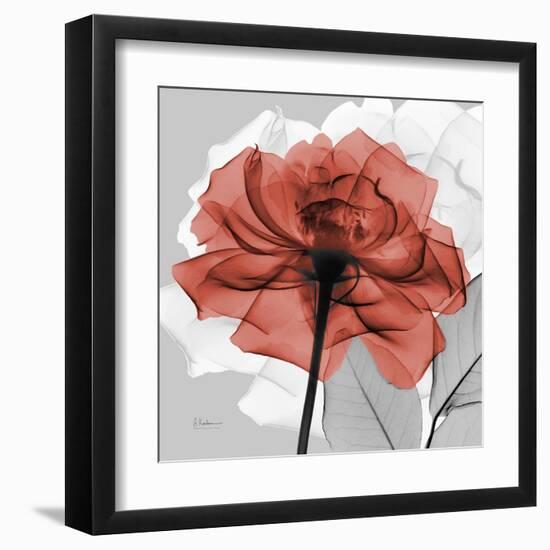 Rose on Gray 1-Albert Koetsier-Framed Art Print