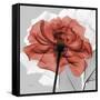 Rose on Gray 1-Albert Koetsier-Framed Stretched Canvas