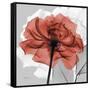 Rose on Gray 1-Albert Koetsier-Framed Stretched Canvas