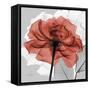 Rose on Gray 1-Albert Koetsier-Framed Stretched Canvas