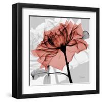 Rose on Gray 2-Albert Koetsier-Framed Art Print