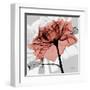 Rose on Gray 2-Albert Koetsier-Framed Art Print