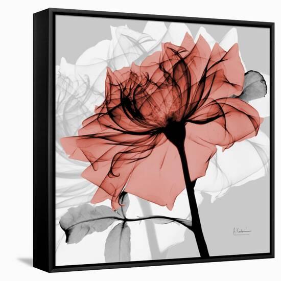 Rose on Gray 2-Albert Koetsier-Framed Stretched Canvas
