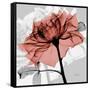 Rose on Gray 2-Albert Koetsier-Framed Stretched Canvas