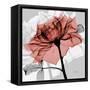 Rose on Gray 2-Albert Koetsier-Framed Stretched Canvas