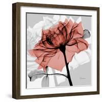 Rose on Gray 2-Albert Koetsier-Framed Art Print