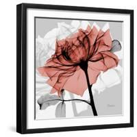 Rose on Gray 2-Albert Koetsier-Framed Art Print