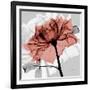 Rose on Gray 2-Albert Koetsier-Framed Art Print