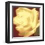 Rose on Red-Jane Ann Butler-Framed Giclee Print