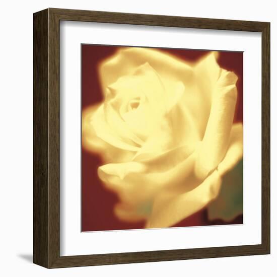 Rose on Red-Jane Ann Butler-Framed Giclee Print