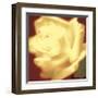 Rose on Red-Jane Ann Butler-Framed Giclee Print