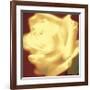 Rose on Red-Jane Ann Butler-Framed Giclee Print