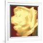 Rose on Red-Jane Ann Butler-Framed Giclee Print