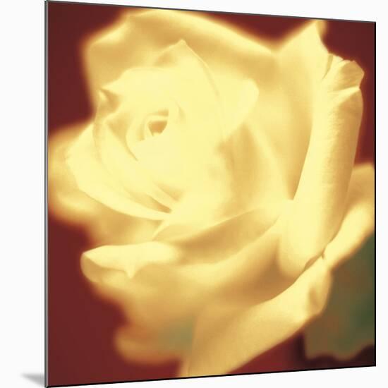 Rose on Red-Jane Ann Butler-Mounted Giclee Print