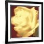 Rose on Red-Jane Ann Butler-Framed Giclee Print