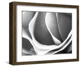 Rose Petal Detail-B^ Marcela-Framed Art Print