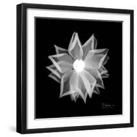 Rose Petals 1-Albert Koetsier-Framed Premium Giclee Print