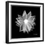 Rose Petals 1-Albert Koetsier-Framed Premium Giclee Print
