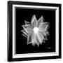 Rose Petals 1-Albert Koetsier-Framed Art Print