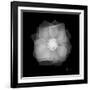 Rose Petals 2-Albert Koetsier-Framed Premium Giclee Print