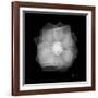 Rose Petals 2-Albert Koetsier-Framed Premium Giclee Print