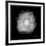 Rose Petals 2-Albert Koetsier-Framed Art Print