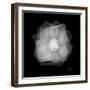 Rose Petals 2-Albert Koetsier-Framed Art Print