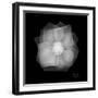 Rose Petals 2-Albert Koetsier-Framed Art Print