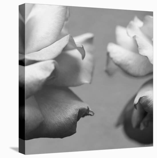 Rose Petals I-Nicole Katano-Stretched Canvas
