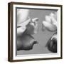 Rose Petals I-Nicole Katano-Framed Photo