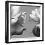 Rose Petals I-Nicole Katano-Framed Photo