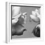 Rose Petals I-Nicole Katano-Framed Photo