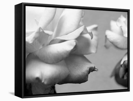 Rose Petals II-Nicole Katano-Framed Stretched Canvas