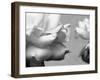 Rose Petals II-Nicole Katano-Framed Photo