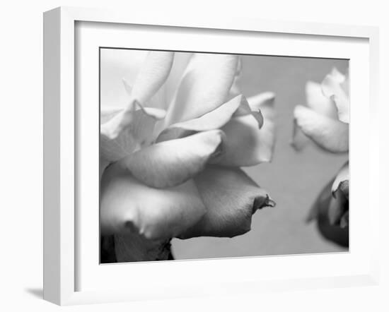 Rose Petals II-Nicole Katano-Framed Photo