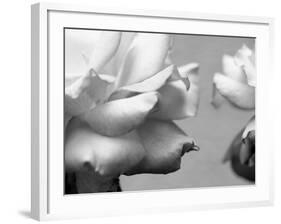 Rose Petals II-Nicole Katano-Framed Photo