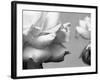 Rose Petals II-Nicole Katano-Framed Photo