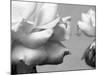 Rose Petals II-Nicole Katano-Mounted Photo